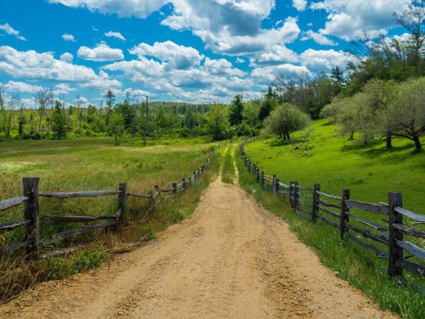 Gęstość siatki leśnej a minimalizacja wpływu na środowisko