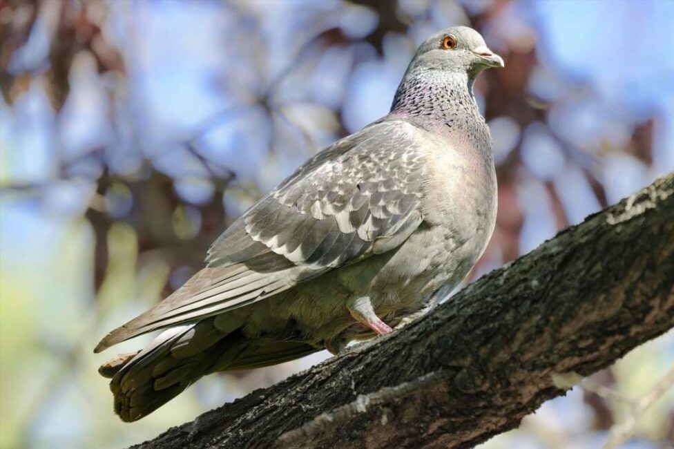Odpowiednie kształty przeszkód na balkonie